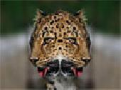 WEBLAP POTOM �RON!